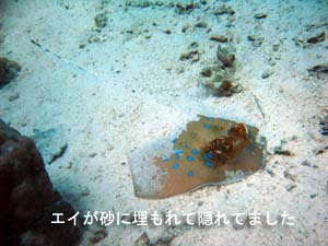 おっかなビックリ→楽しい~♪ 体験ダイビング_f0144385_21341924.jpg
