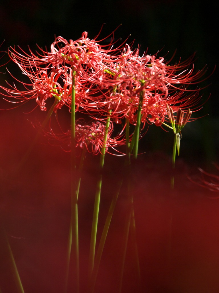 小石川植物園で曼珠沙華_f0224100_61445.jpg