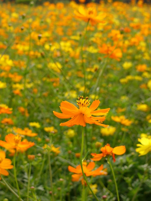 a0123003_011837.jpg