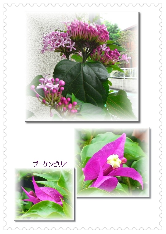 菖蒲町散策と鷲の宮花ノロード_d0028304_13591861.jpg