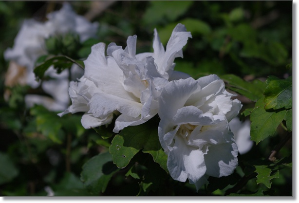 菖蒲町散策と鷲の宮花ノロード_d0028304_1401427.jpg