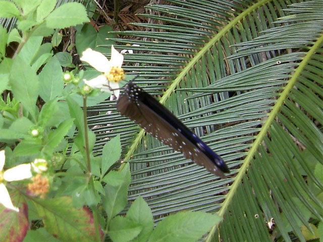 カフェに行く途中で見かけた沖縄のチョウ_b0025008_22475089.jpg