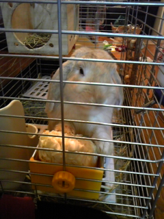キャベツ咀嚼中_c0225410_22161513.jpg