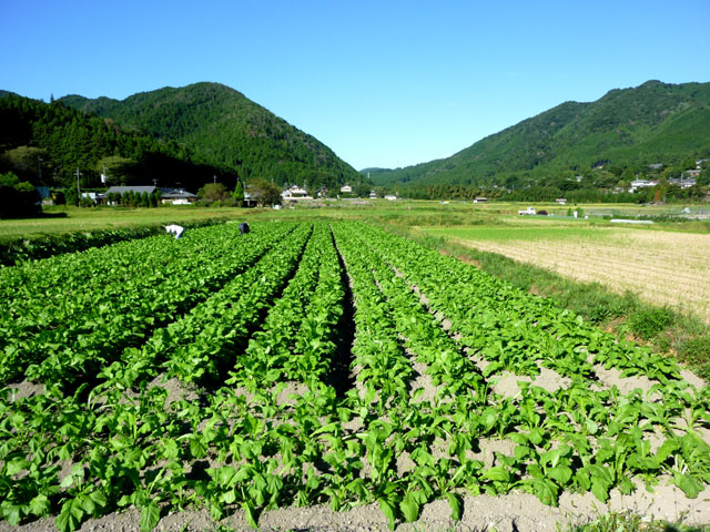 大原秋景色　すぐき菜畑_e0048413_2152365.jpg