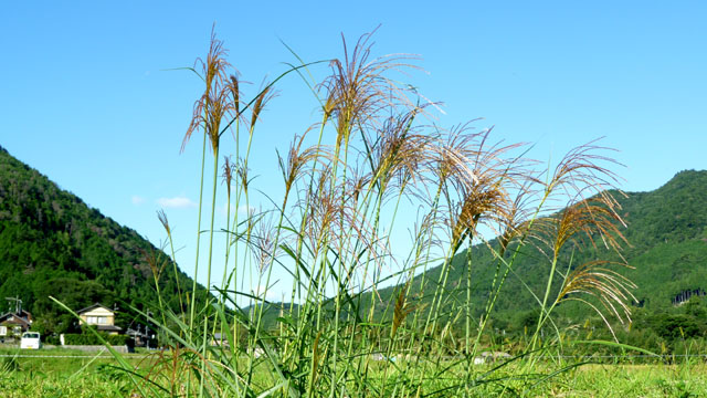 大原秋景色　すぐき菜畑_e0048413_216646.jpg