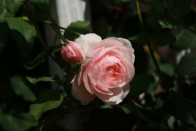 f0170524_13153989.jpg