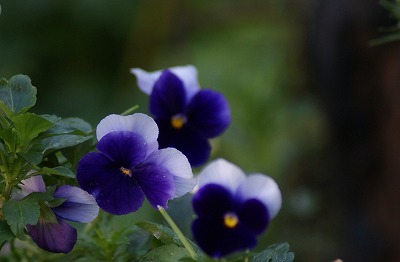f0170524_1353415.jpg