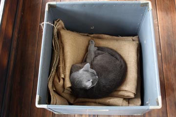 ドンゴロスとBOXと猫_b0199526_1336132.jpg