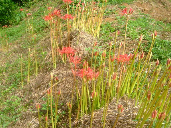 昨年失敗.....ニンニクの植え付け!_b0137932_857139.jpg