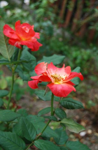 　　　　❀　秋の薔薇に　ランチ＆ティータイム_c0148634_13193886.jpg