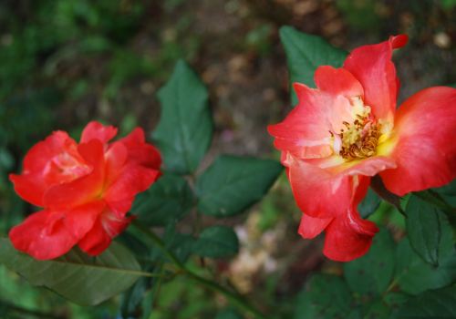 　　　　❀　秋の薔薇に　ランチ＆ティータイム_c0148634_13235839.jpg