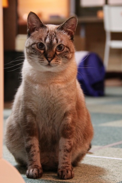 滋賀県南草津 猫カフェ ねこまるけ 新 間違いだらけの猫カフェ選び