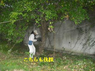 伐採作業 初日_f0031037_2110102.jpg