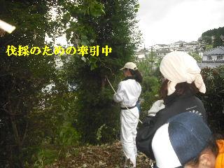 伐採作業 初日_f0031037_211026.jpg