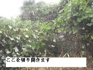 伐採作業 初日_f0031037_218981.jpg
