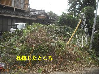 伐採作業 初日_f0031037_2191186.jpg