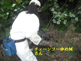 伐採作業 初日_f0031037_2192821.jpg