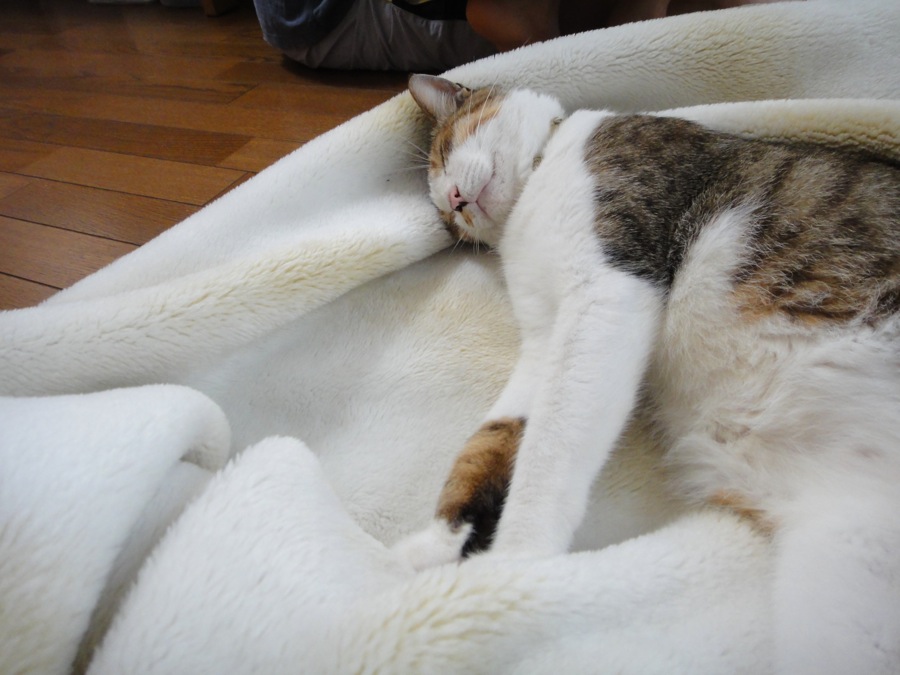 2代目Complex cat襲名_b0060239_2221436.jpg