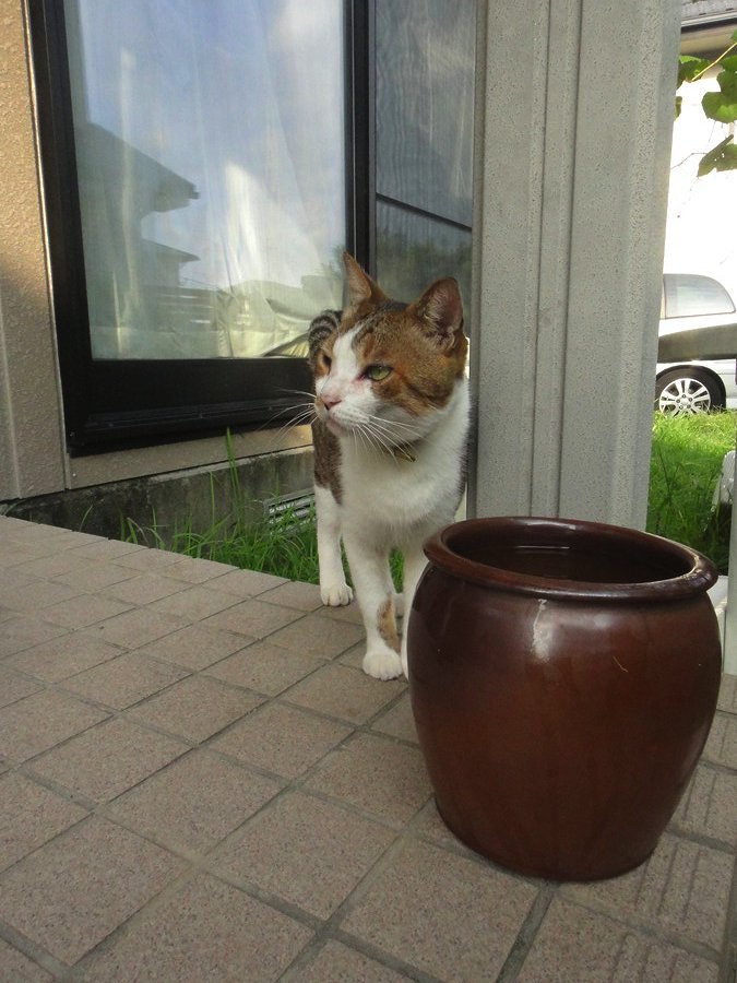 2代目Complex cat襲名_b0060239_2225020.jpg