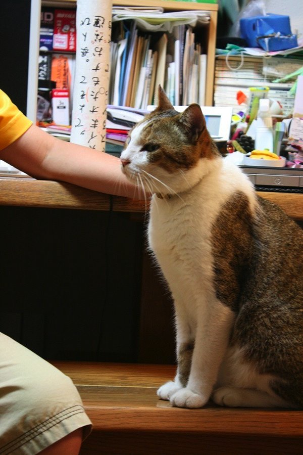 2代目Complex cat襲名_b0060239_2225589.jpg