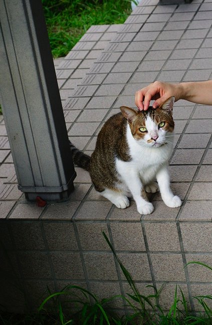 2代目Complex cat襲名_b0060239_2242196.jpg