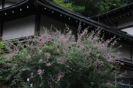 c0093046_739145.jpg