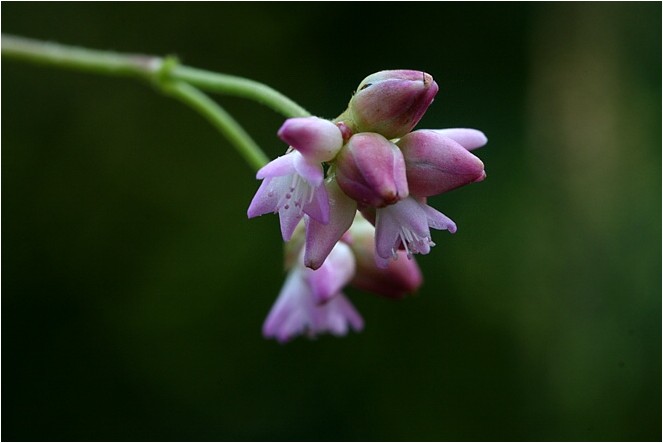 よく似た秋の野草 野草風薫