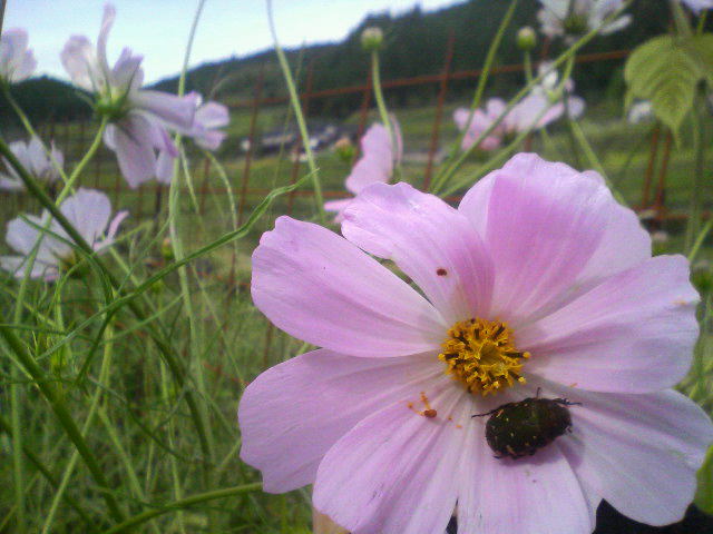 c0214359_206377.jpg