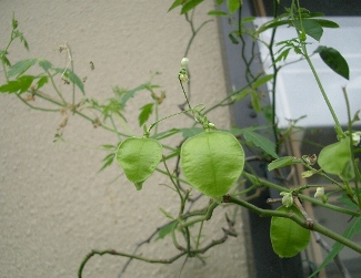 イチゴの植え付けがやっとできて一安心。・・・・♪_c0186463_17574169.jpg