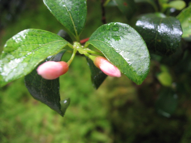 苔玉を　いっぱ～い創ったよ～♪_a0120264_1791155.jpg