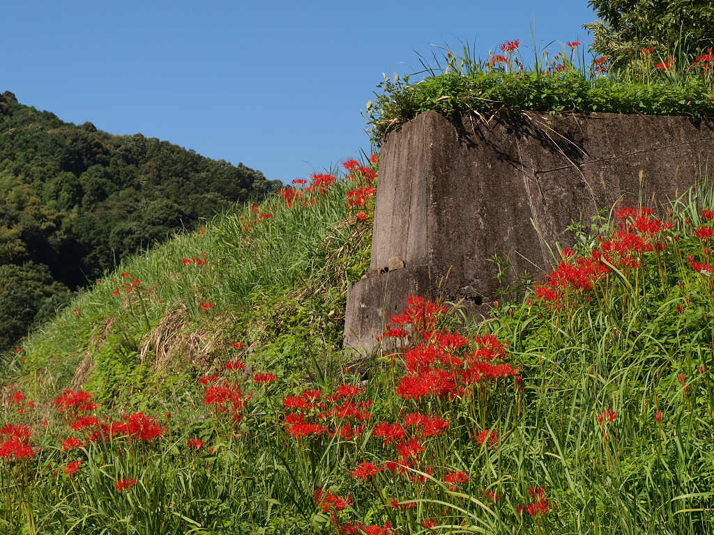 彼岸花撮影会_f0040670_15523986.jpg