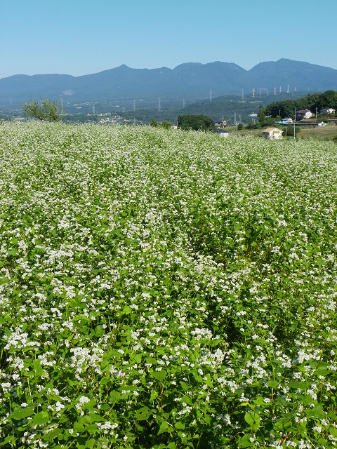 秋の鹿田山・清水新沼 2010（みどり市笠懸町）【蕎麦の花】_b0004675_1283824.jpg