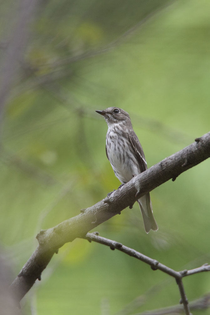 秋の鳥撮り_a0035279_9254214.jpg