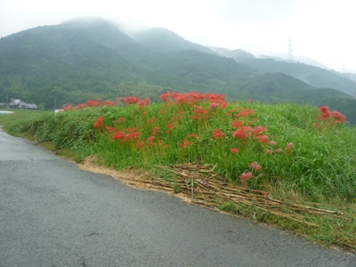 秋。彼岸花が満開です。_e0188087_22454474.jpg