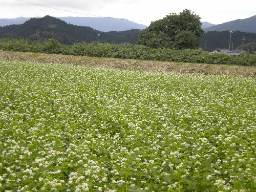 e0179098_10511899.jpg