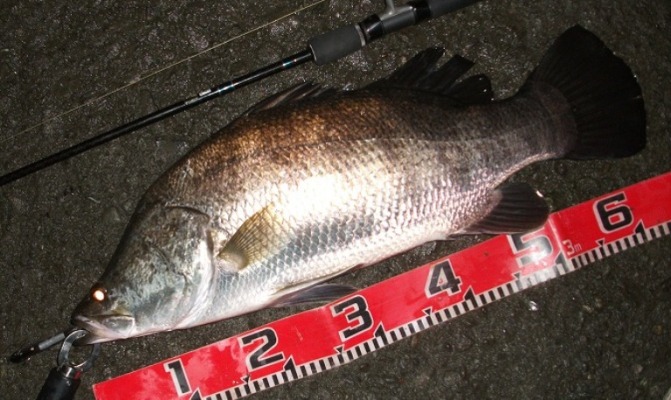 Sd85fでアカメ Nishine Lure Works 裏日記
