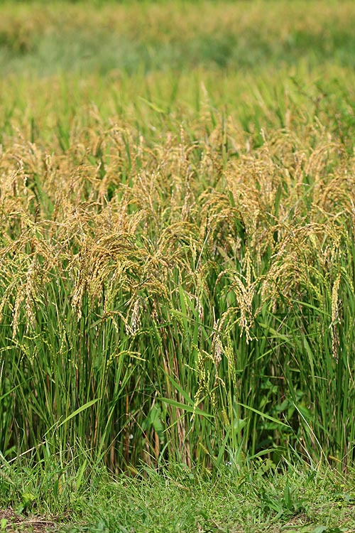 稲穂稔る Rice crop　　　　　Right_d0161799_1093060.jpg