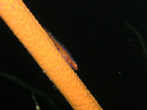 e0115199_15551593.jpg
