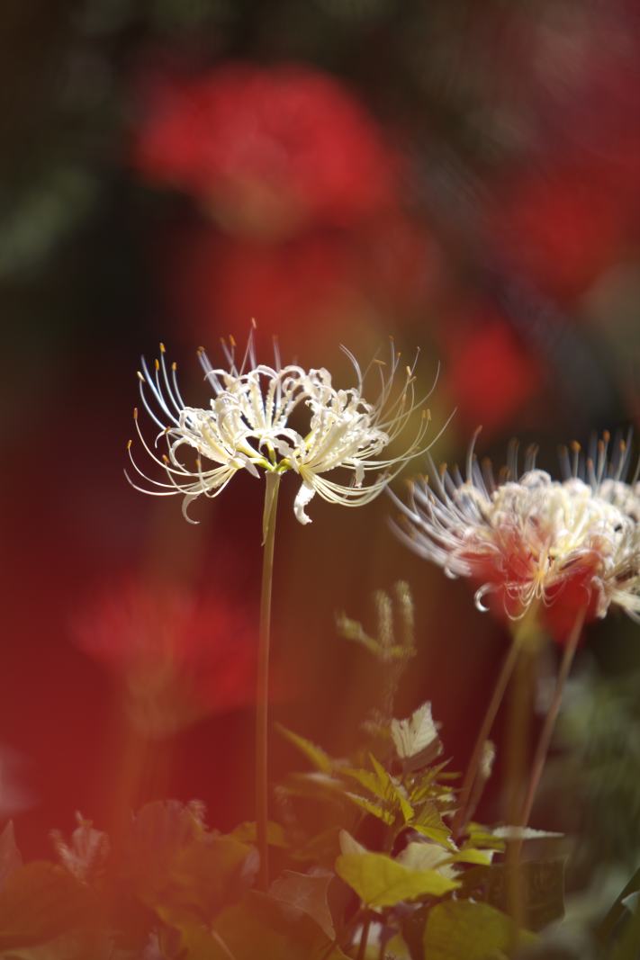 時期の花ですので彼岸花を再度アップします。_f0000502_2021528.jpg