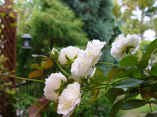 a0123003_1032825.jpg