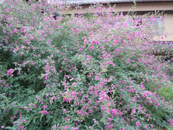 b0159611_012265.gif