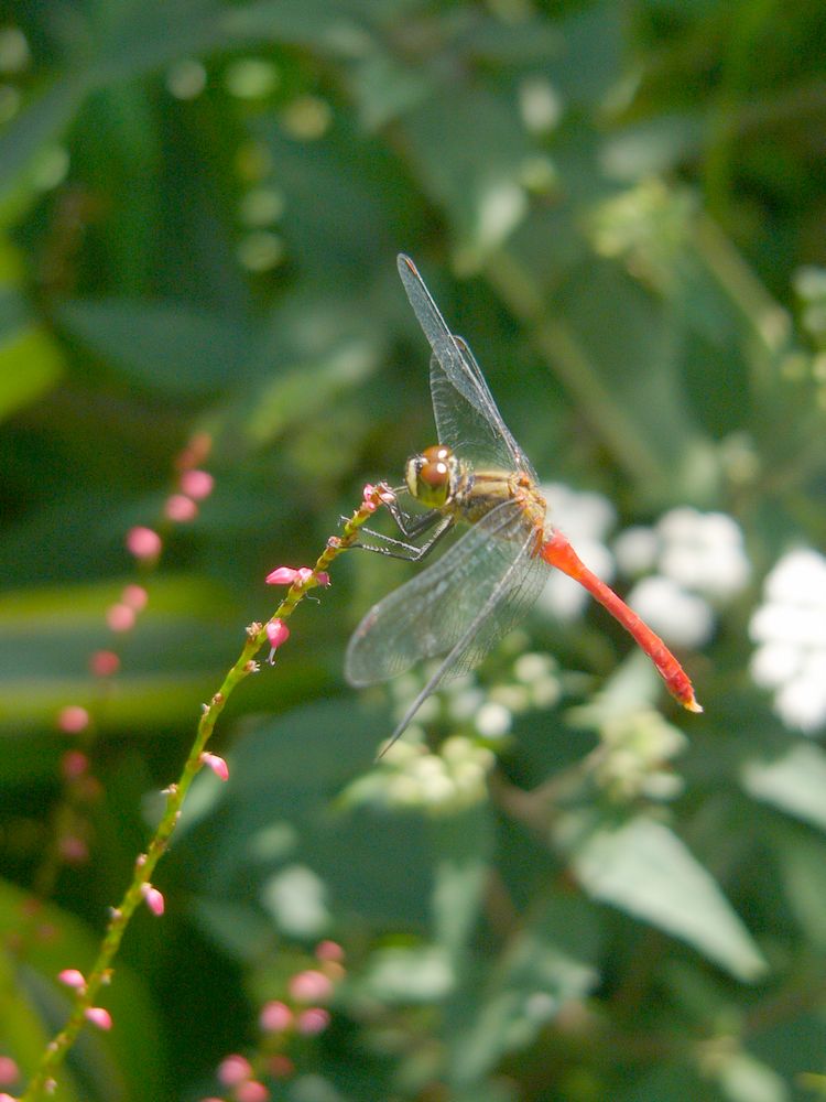 ２０１０年・PEKEYAMA氏の秋の花図鑑・４_c0062511_21383545.jpg