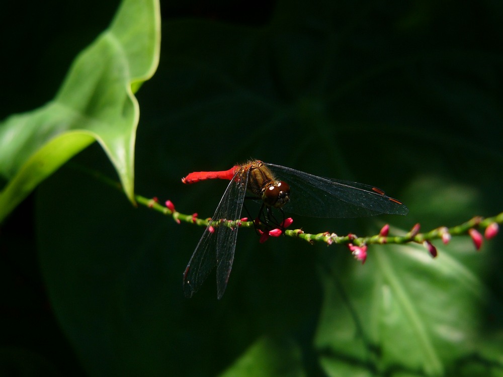 ２０１０年・PEKEYAMA氏の秋の花図鑑・４_c0062511_21393322.jpg