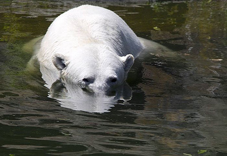 ベルリン動物園のホッキョクグマ4頭の同居が開始_a0151913_21152868.jpg