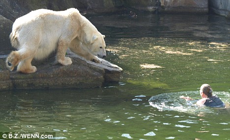 ベルリン動物園のホッキョクグマ4頭の同居が開始_a0151913_2116769.jpg