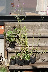 f0170524_1142787.jpg