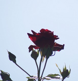 f0170524_11525782.jpg