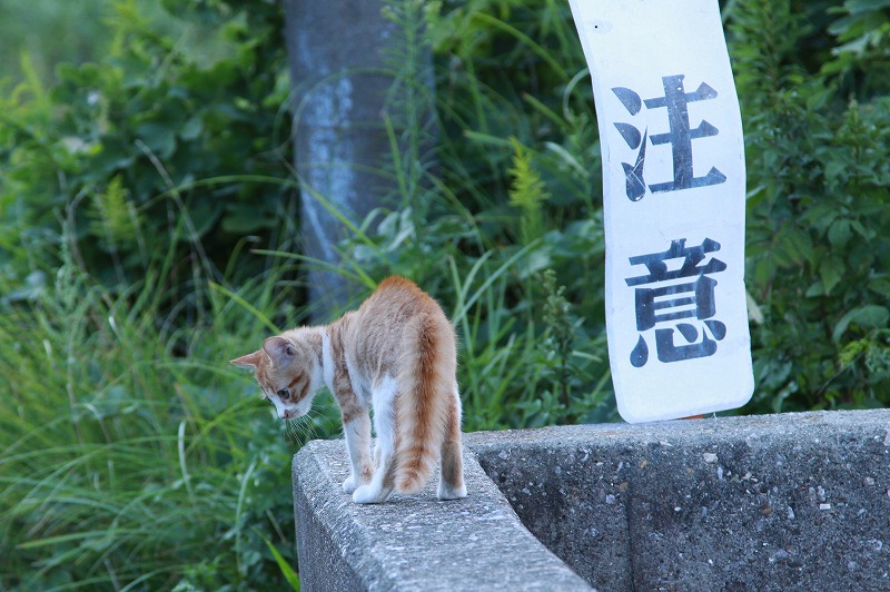 風太　探検大好き_a0076825_22142231.jpg