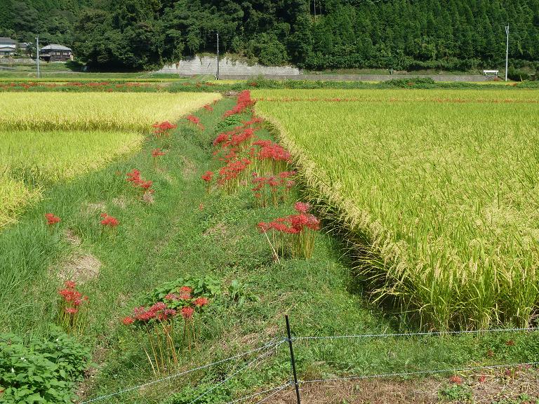 彼岸明けたのに、彼岸花が満開です。_e0142729_16372359.jpg