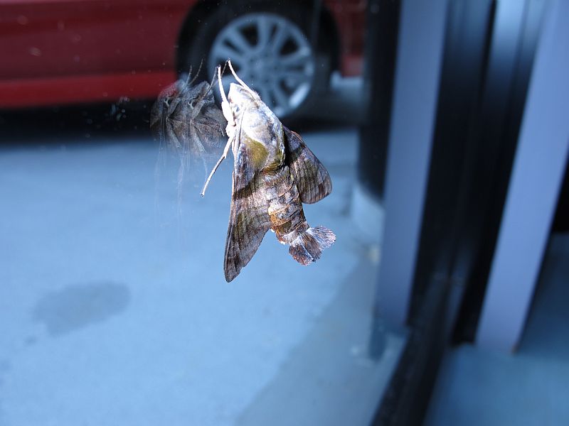 木曽路の食文化とスバルが築く自動車文化_f0076731_21164695.jpg